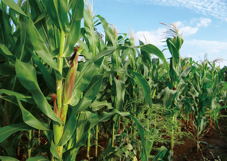 山東省利用世界銀行貸款加強灌溉農(nóng)業(yè)三期項目